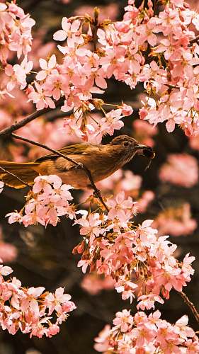 leaf bird perching on tree during daytime bird