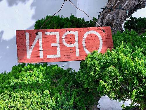 tree brown and white open signage on green grasses potted plant