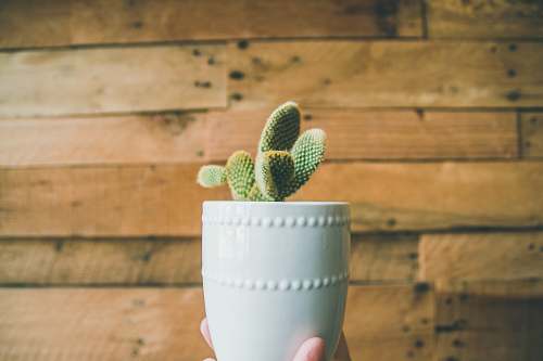 cactus person holding green cactus on white pot flora