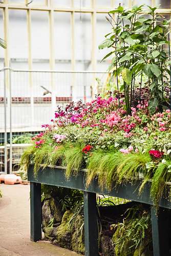 flower pink petaled flower garden garden