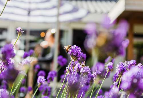 blossom selective focus photography of purple petaled flowers during daytime flower