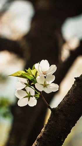 pollen white petaled flower flower
