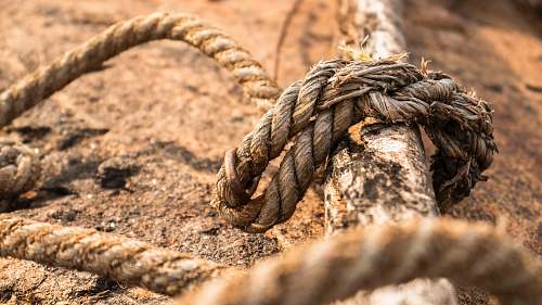 snake brown rope reptile