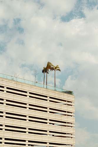 wood white and brown building palm tree