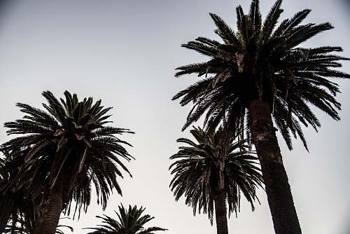 plant green-leafed tree palm tree