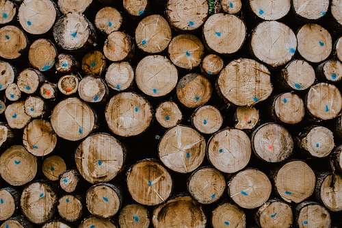 lumber shallow focus photo of brown firewoods tree