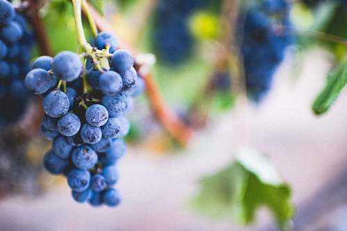  selective focus photography of purple grape fruit 