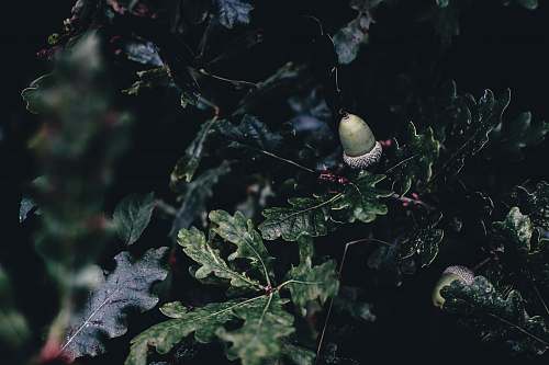 plant closeup photo of green leafed plant grain