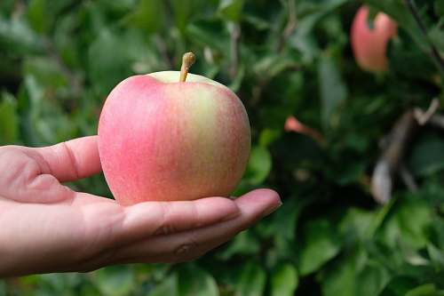 food red apple plant