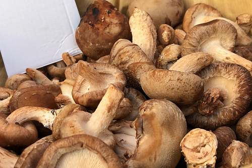 food brown mushroom plant