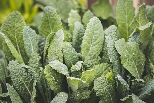 kale green plants plant
