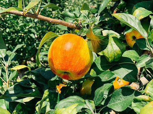 orange  citrus fruit