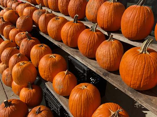 pumpkin  plant