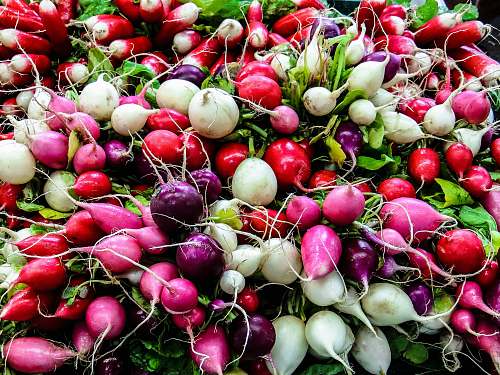 radish  vegetable