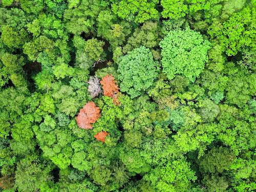 cabbage aerial photography of orange and green leafed trees kale