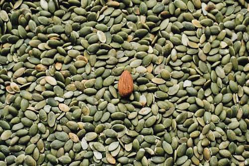 bean almond seed on top of green seeds flora