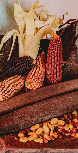 plant assorted-color corns corn