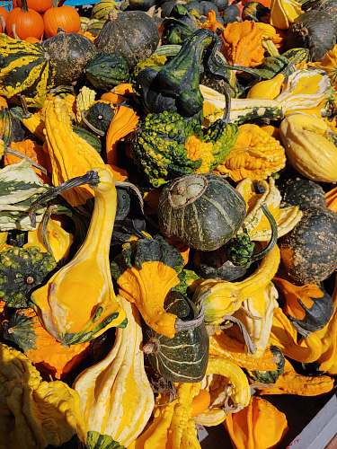 gourd assorted-color squash plant