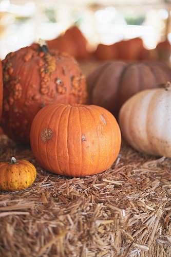 plant assorted pumpkins on hay vegetable