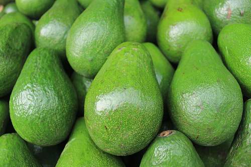 green avocado fruits vegetable