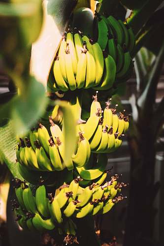 plant banana fruit close up photography fruit