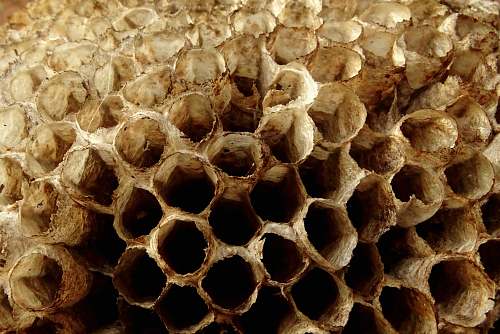 honey bee hive in close-up photography honeycomb