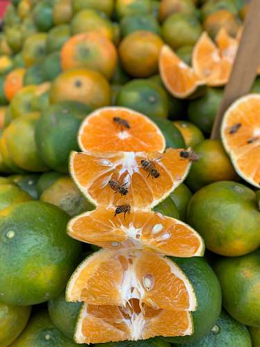 plant bees on lemon slices citrus fruit
