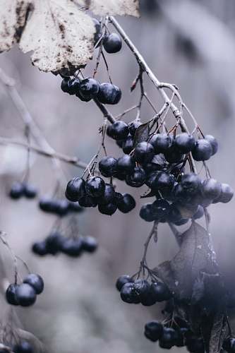 plant berry fruits in grayscale photography fruit