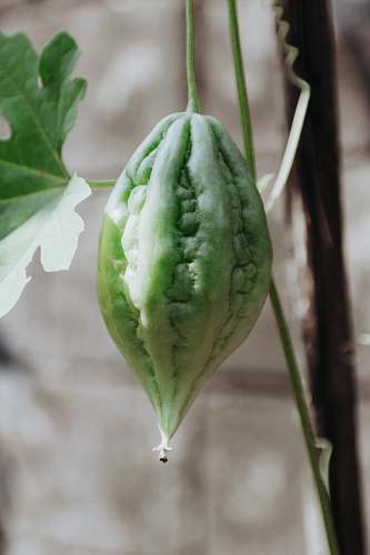 fruit bitter fruit plant