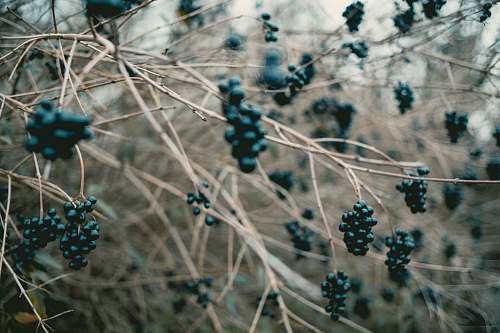 fruit black berries on twing blueberry