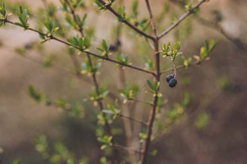 fruit black fruits blueberry