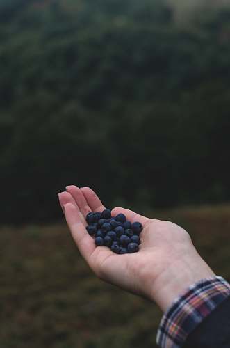 fruit blue berries on left human hand blueberry