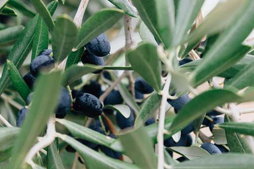 plant blue berries blueberry