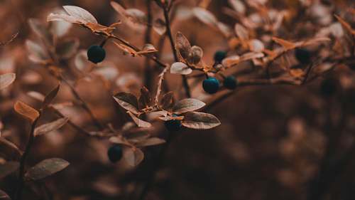 plant blue grapes blueberry