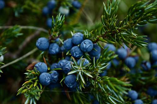 blueberry blueberries fruit