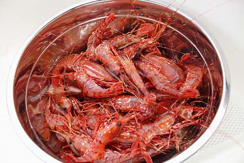 animal bowl of prawns lobster