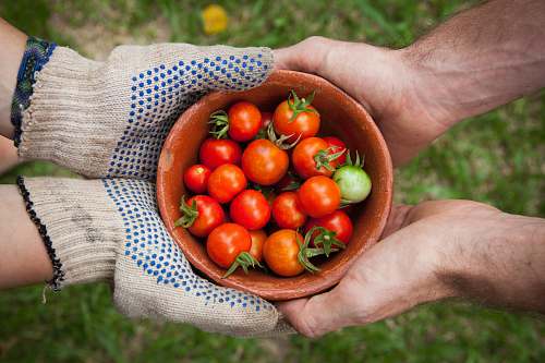 vegetable bowl of tomatoes served on person hand tomato