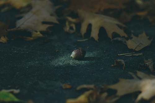 plant brown acorn surrounded by leaves produce