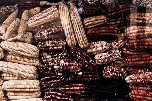 corn brown and maroon textile pack lot grain