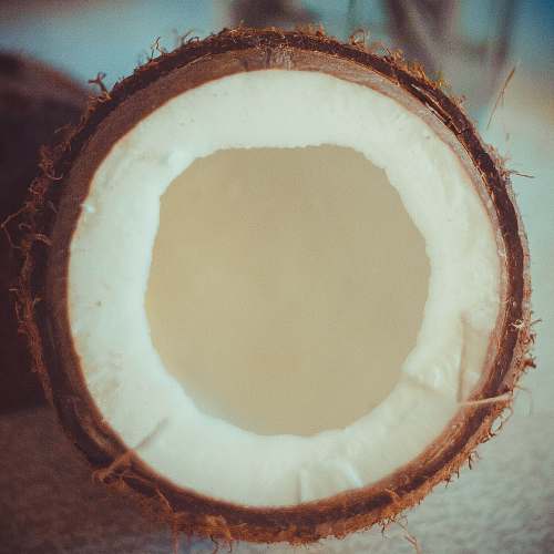 plant brown coconut shell nut