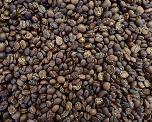 bean brown coffee beans flora