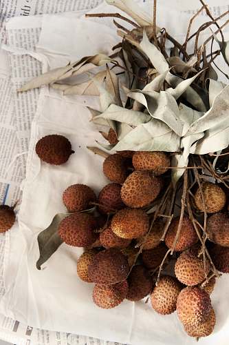 seed brown fruits on white textile flora