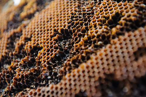 honeycomb brown honeybee honey
