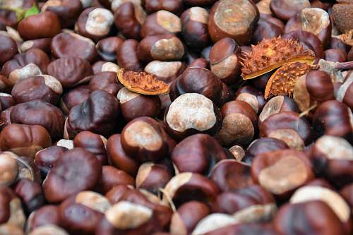 plant brown nuts vegetable