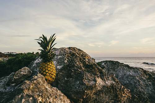 fruit brown pineapple fruit on rock during daytime pineapple