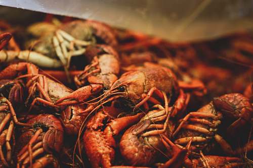 seafood brown shrimps lobster