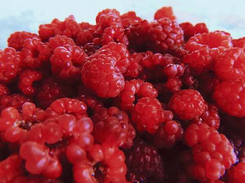 fruit bunch of berries plant