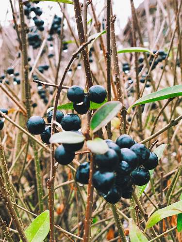 fruit bunch of blackberries blueberry