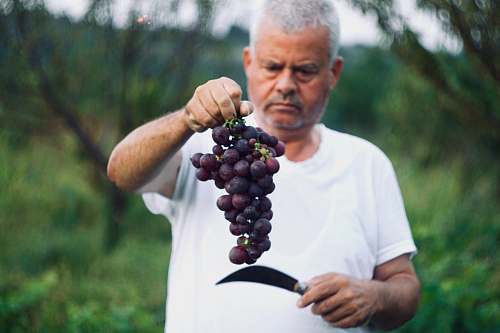 fruit bunch of grapes grapes