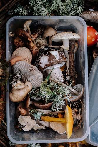 mushroom bunch of mushrooms on tray fungus
